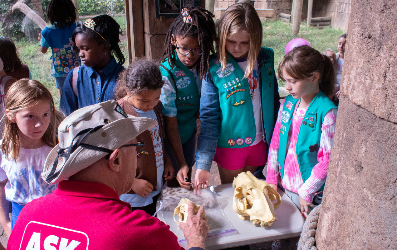 a group of younger girl scouts gather around a Greenville Zoo volunteer in a red shirt and tan hat to view animal bones at an exhibit