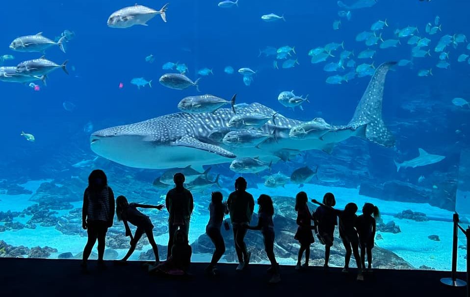  a troop stands in front of a huge aquarium exhibit at the Georgia Aquarium 